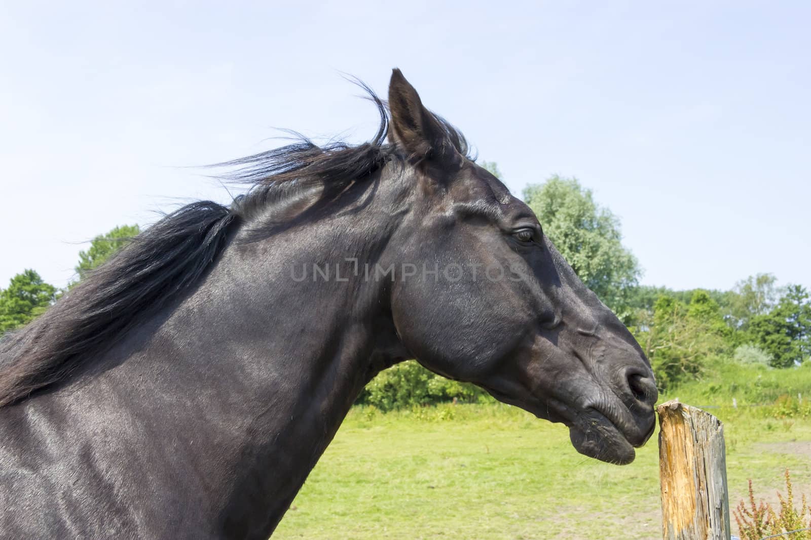 horse sharpens its teeth on a wooden pole by Tetyana