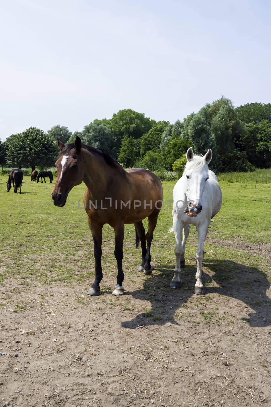 herd of horses by Tetyana