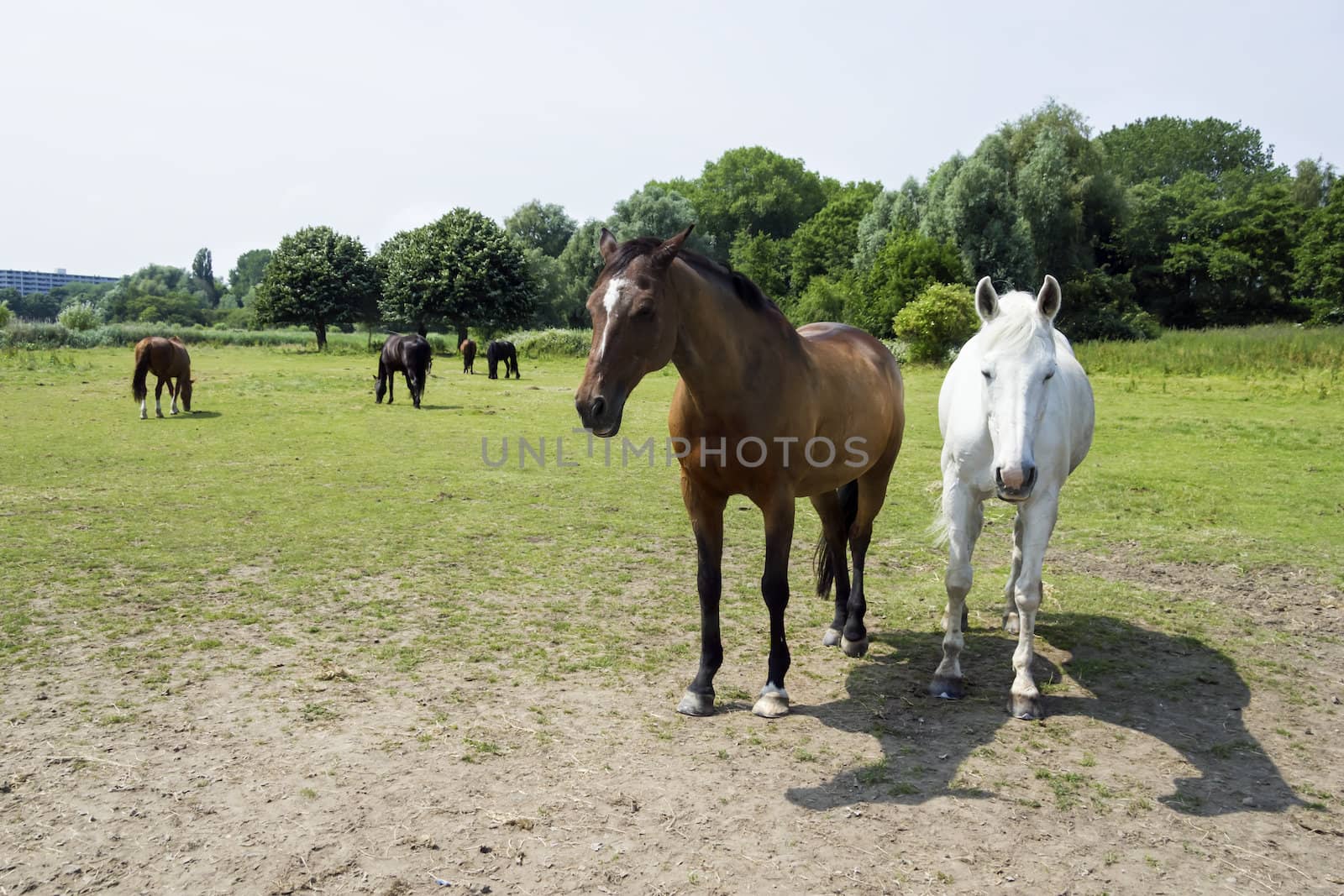 herd of horses by Tetyana