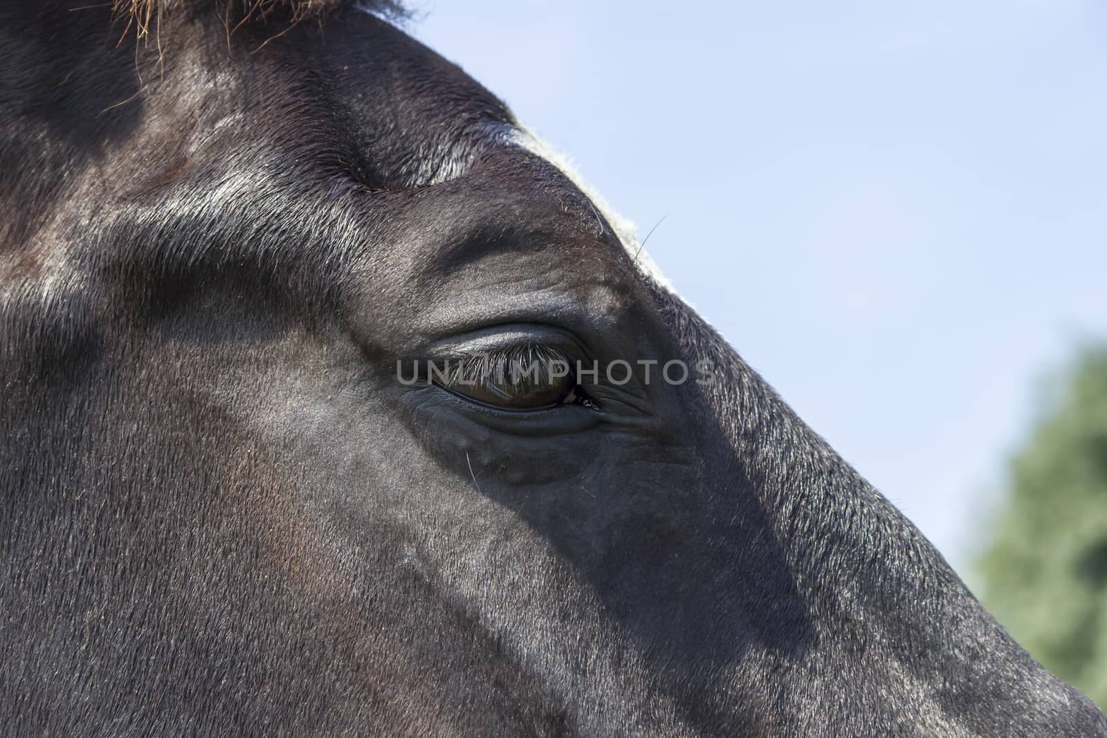 Eye of a black horse