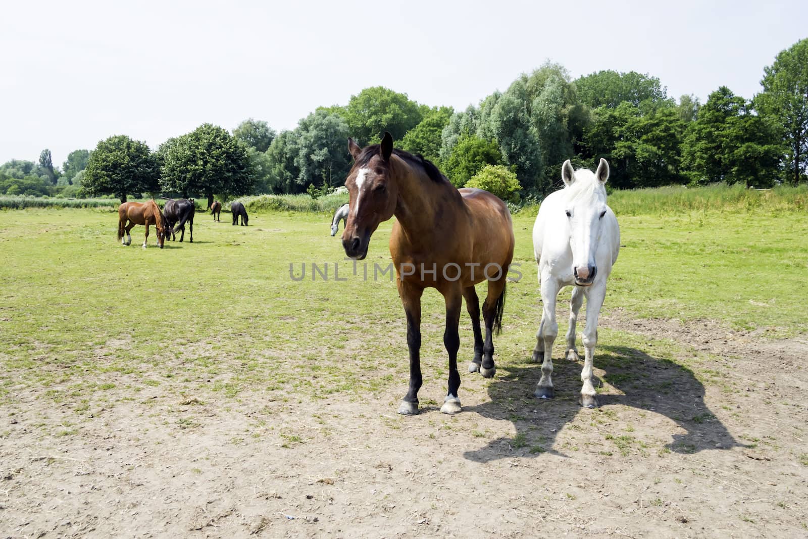 herd of horses by Tetyana