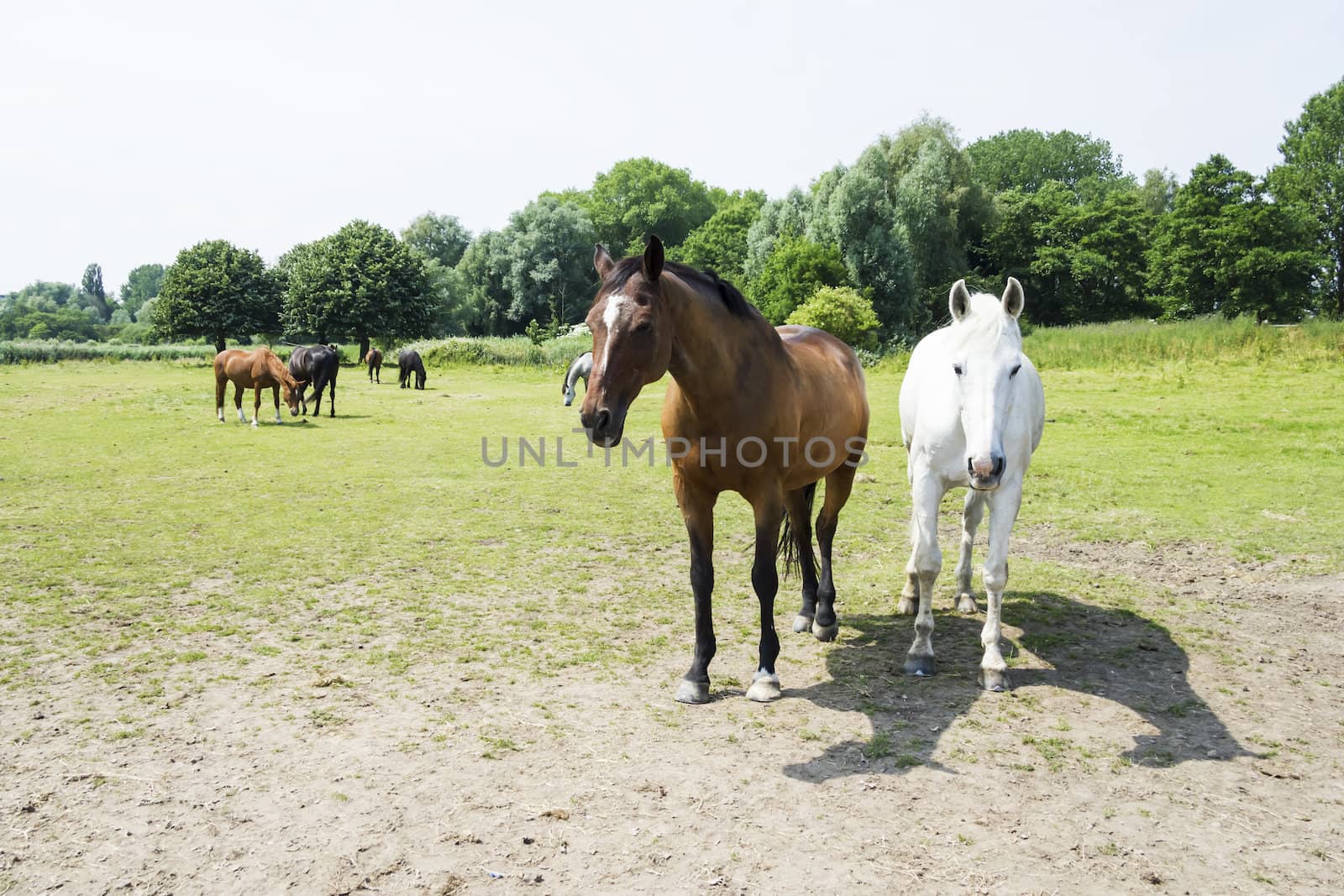 herd of horses by Tetyana