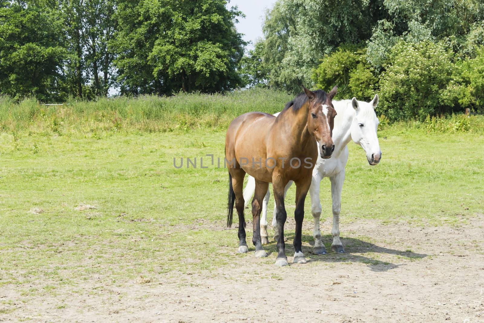 herd of horses