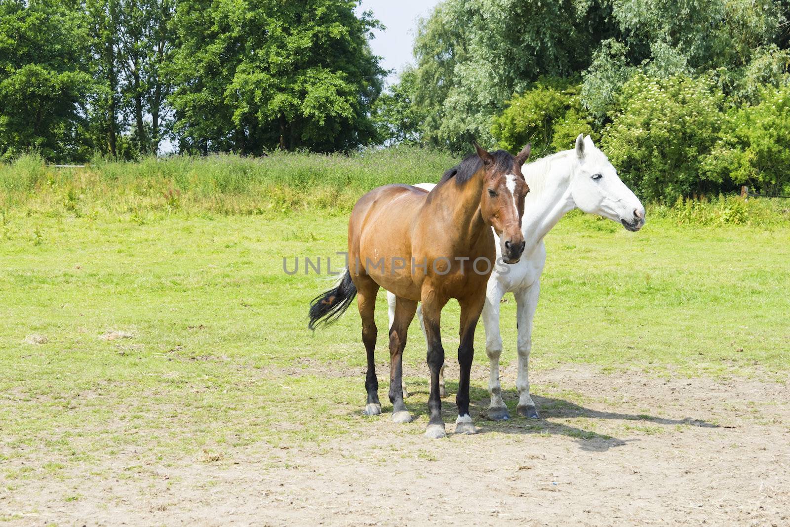 herd of horses