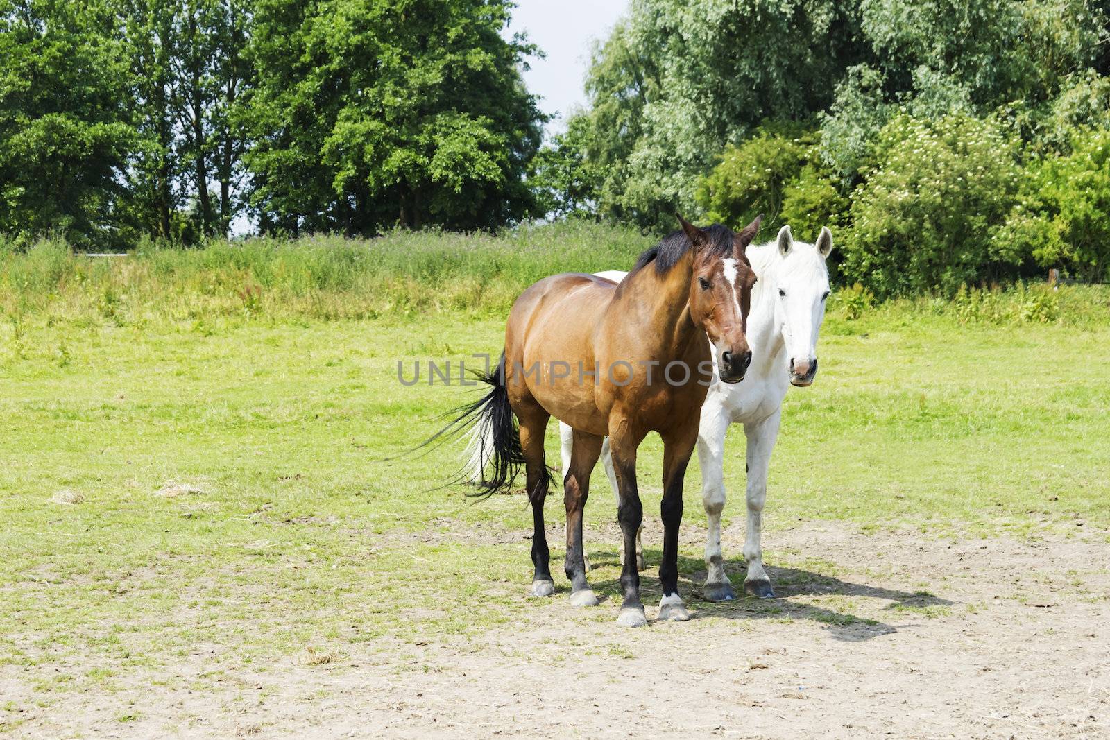 herd of horses by Tetyana