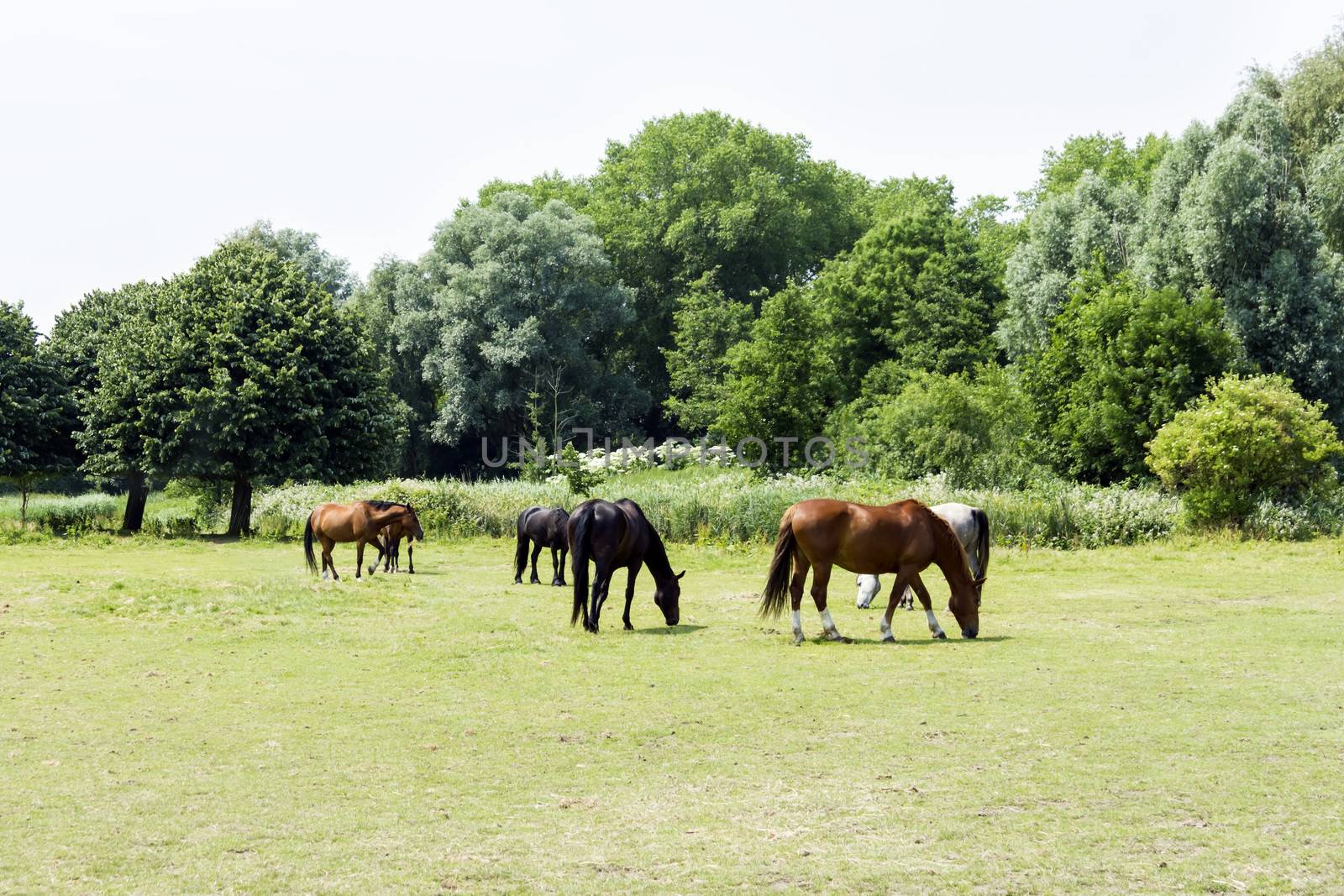 herd of horses by Tetyana