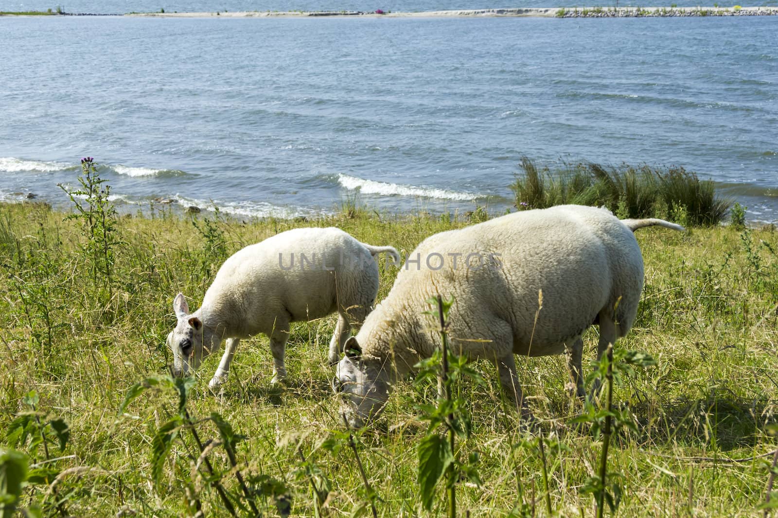 Sheeps at a dike, the Netherlands by Tetyana