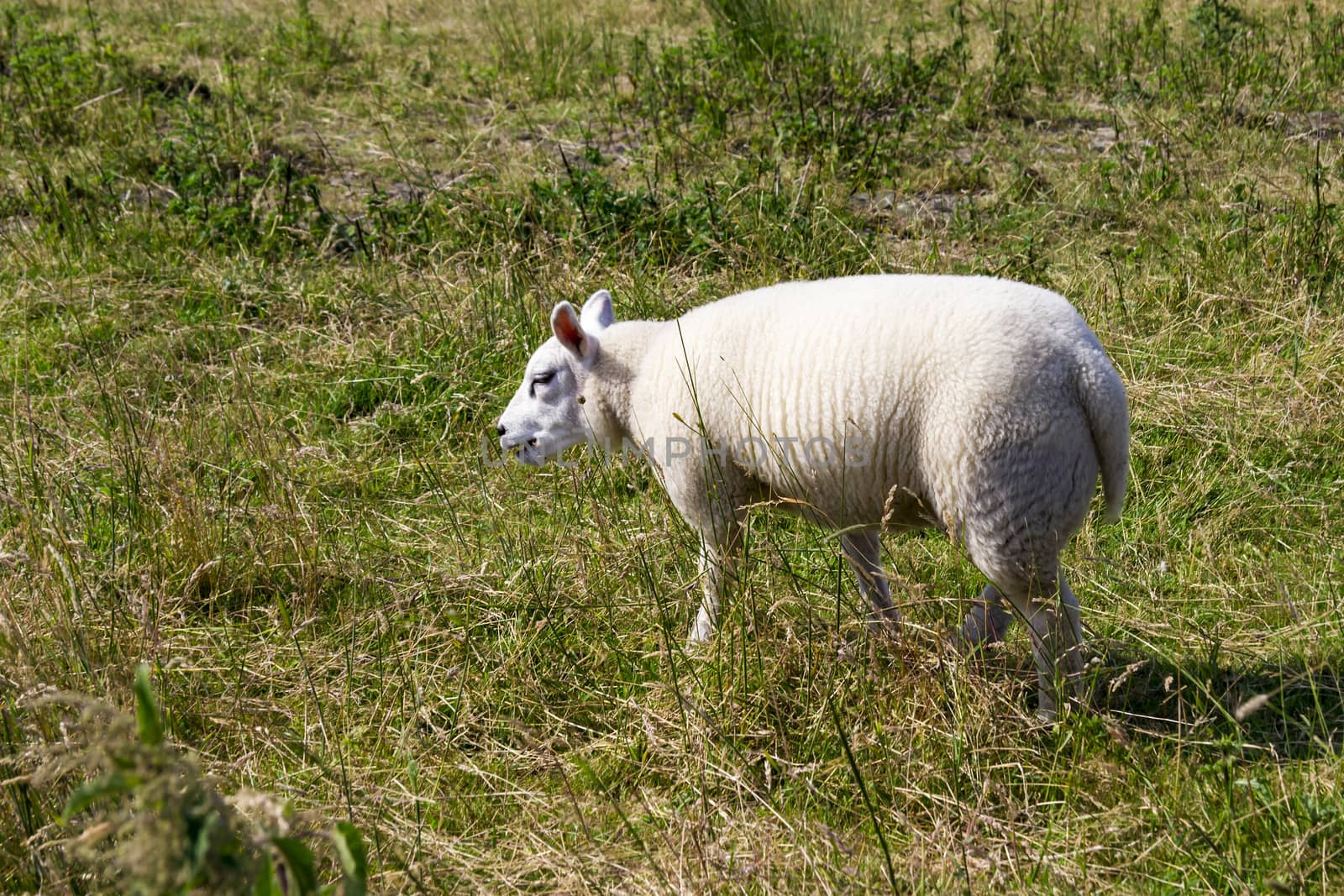 Sheeps at a dike, the Netherlands by Tetyana