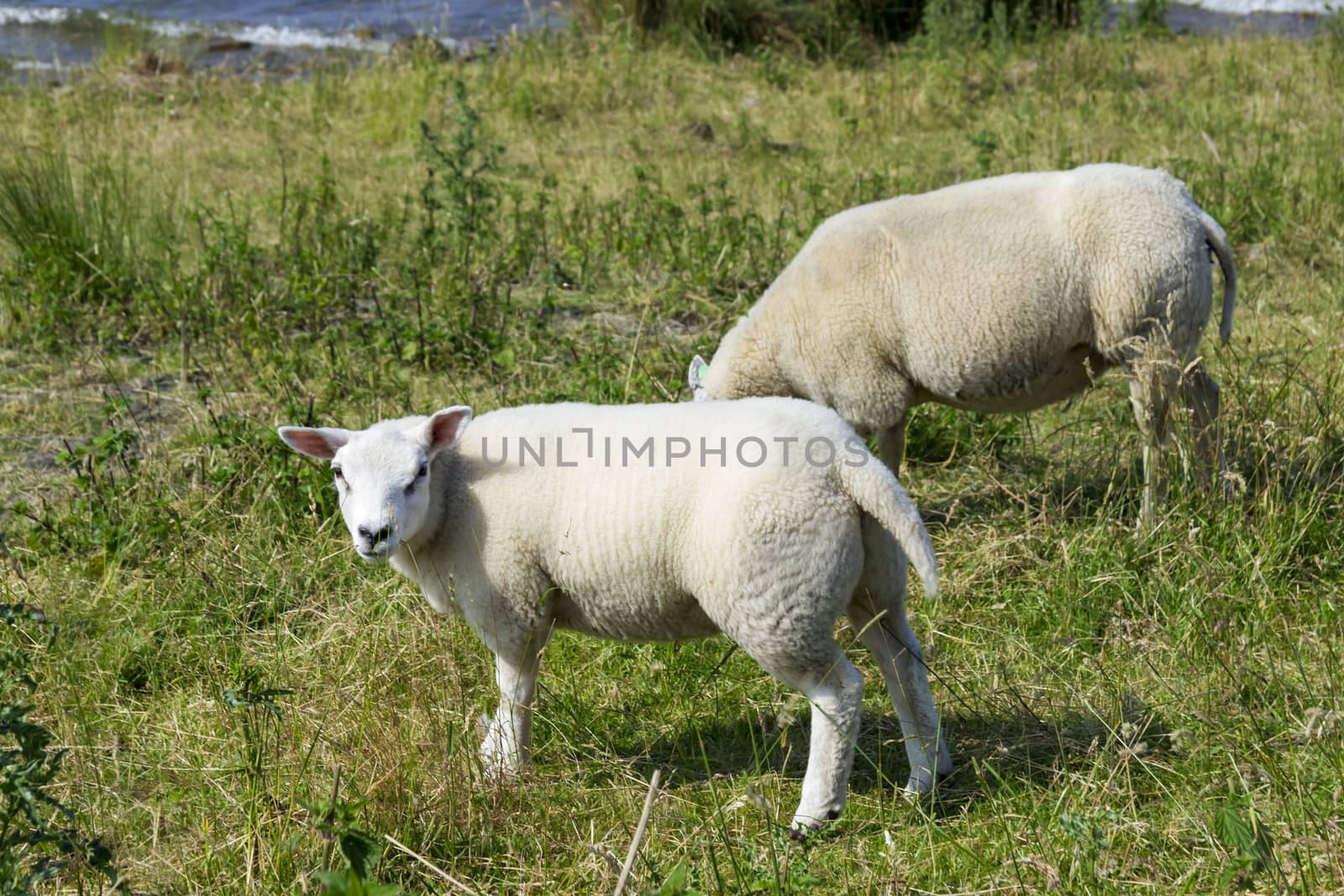 Sheeps at a dike, the Netherlands by Tetyana