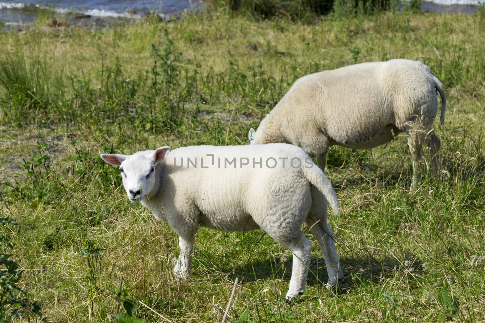 Sheeps at a dike, the Netherlands