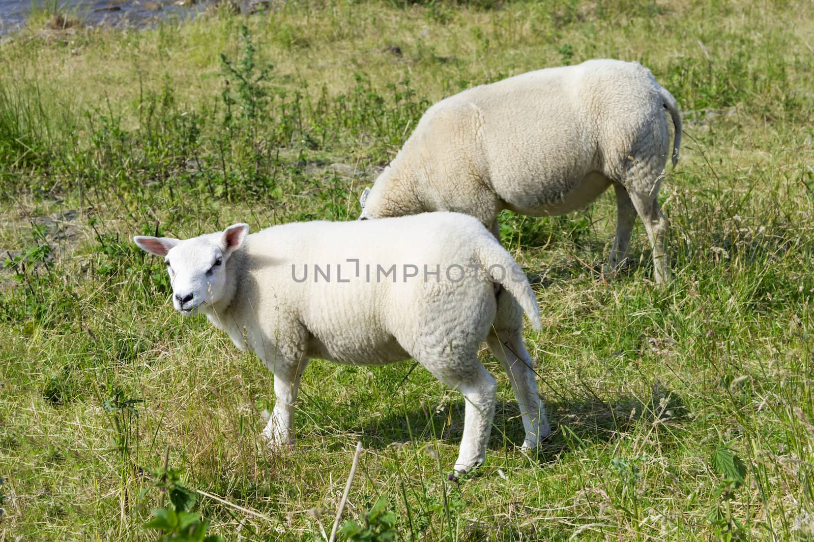 Sheeps at a dike, the Netherlands