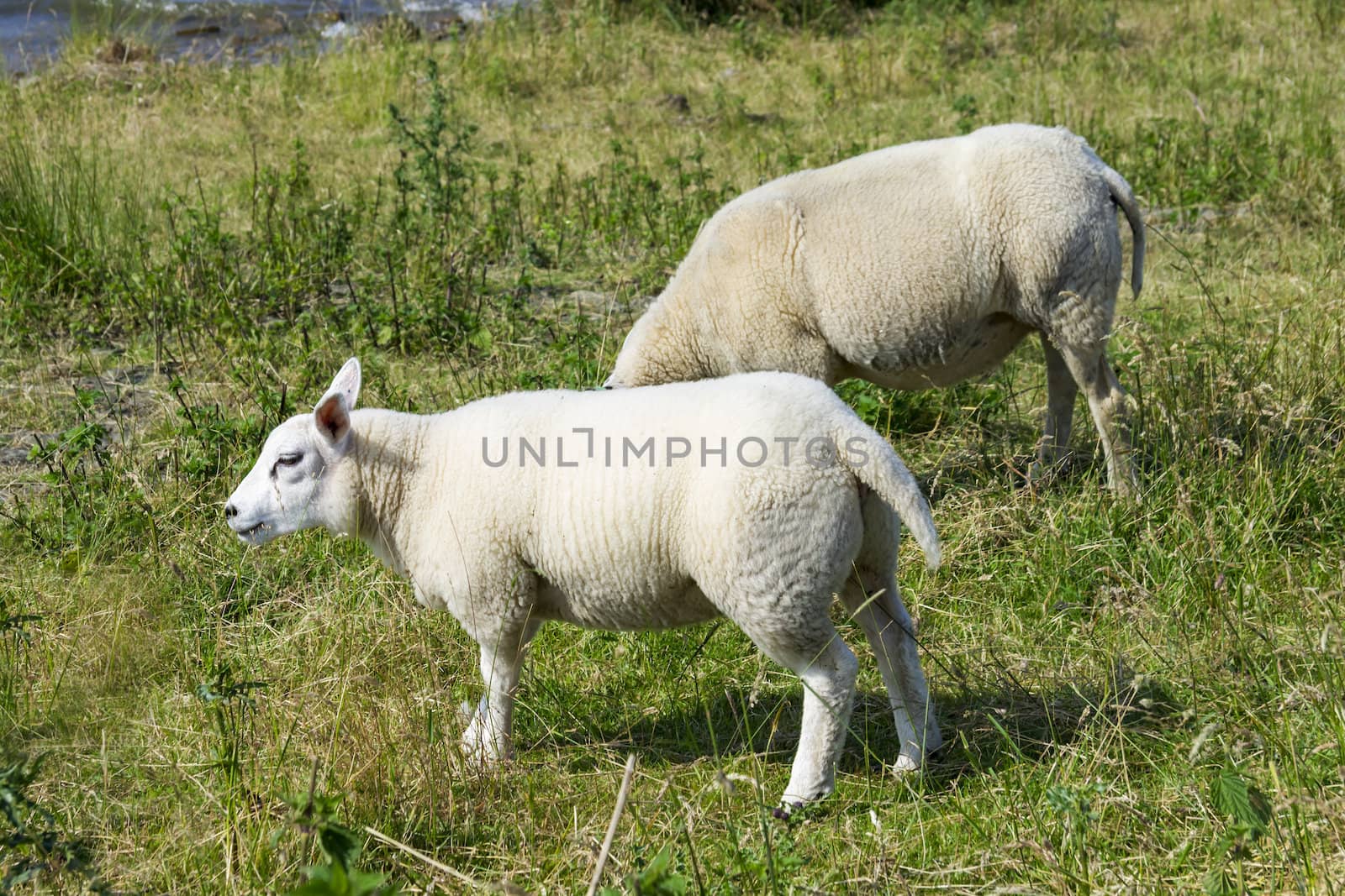 Sheeps at a dike, the Netherlands