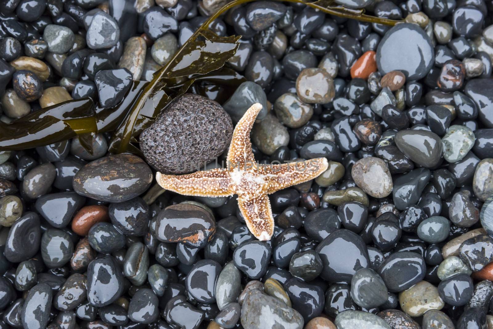 starfish on wet pebbles by Tetyana