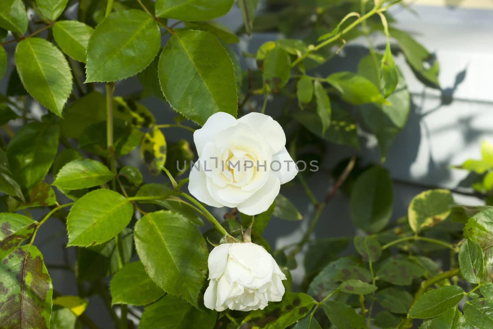 bush of white roses