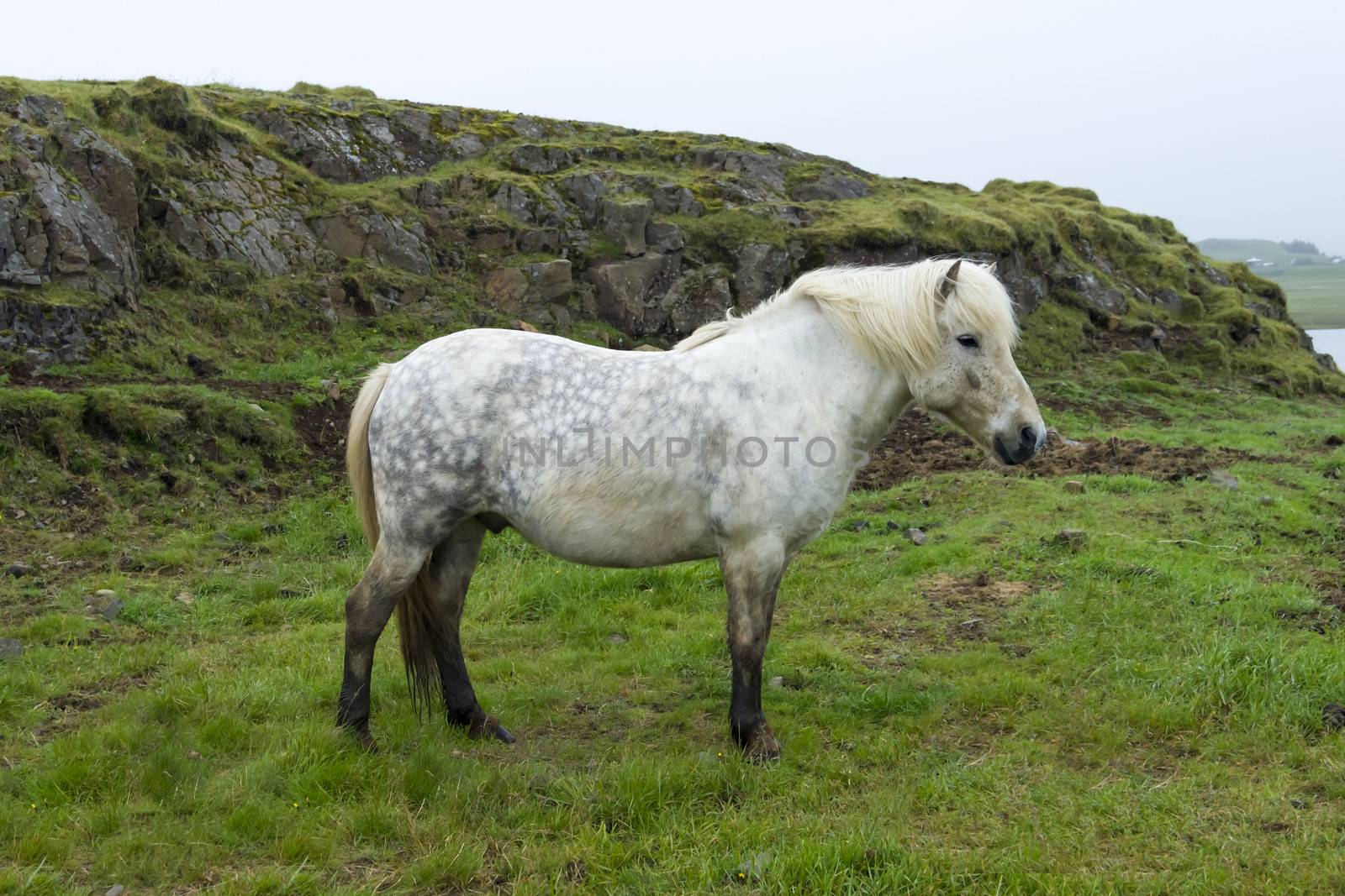 Beautiful Icelandic horses by Tetyana