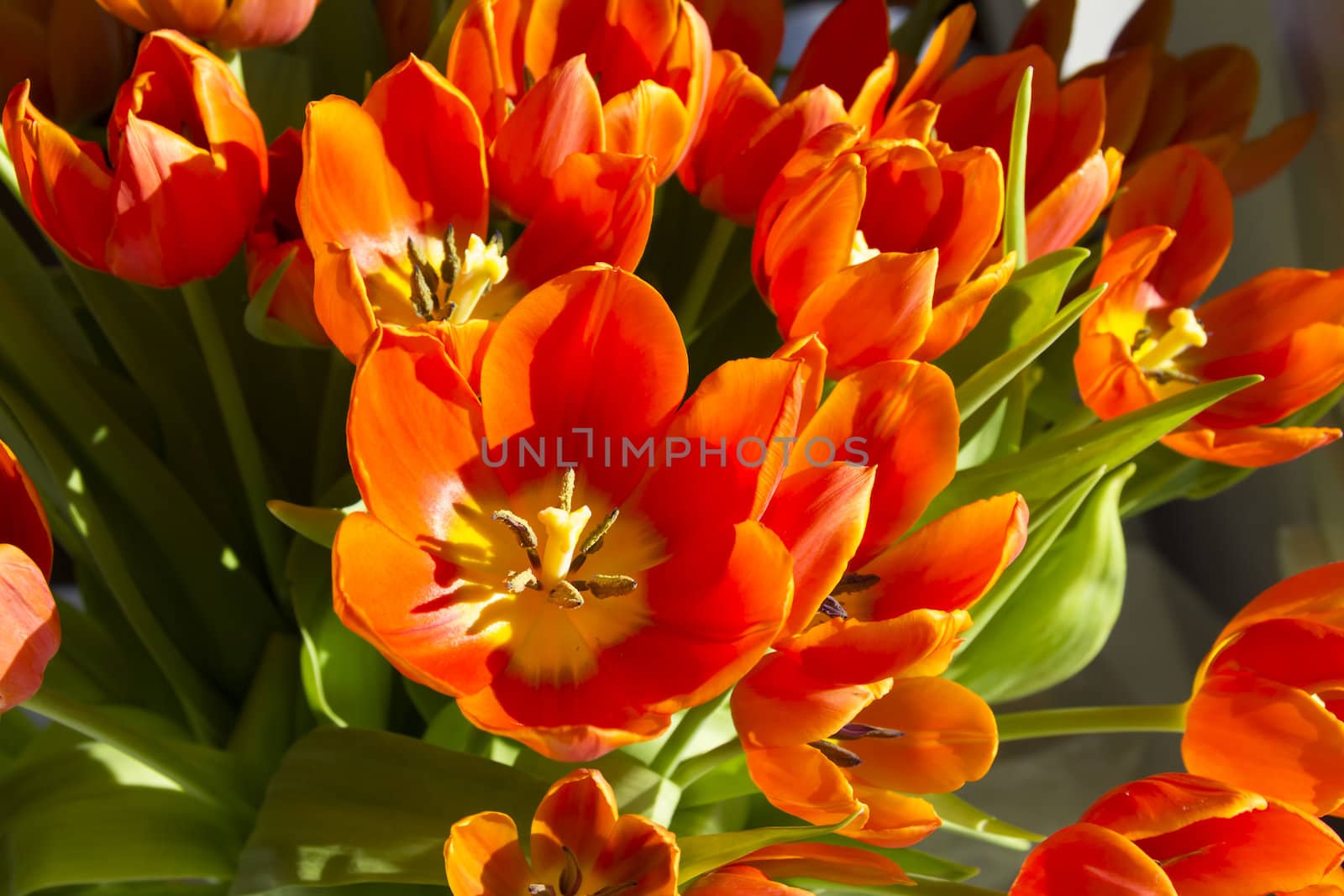 tulips in sunlight