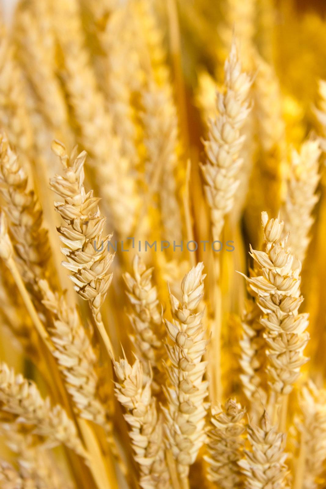 gold wheat ears background