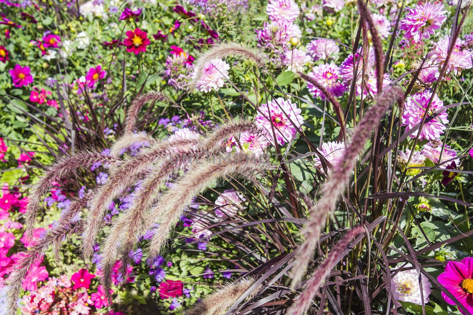 Beautiful colorful flower garden with various flowers