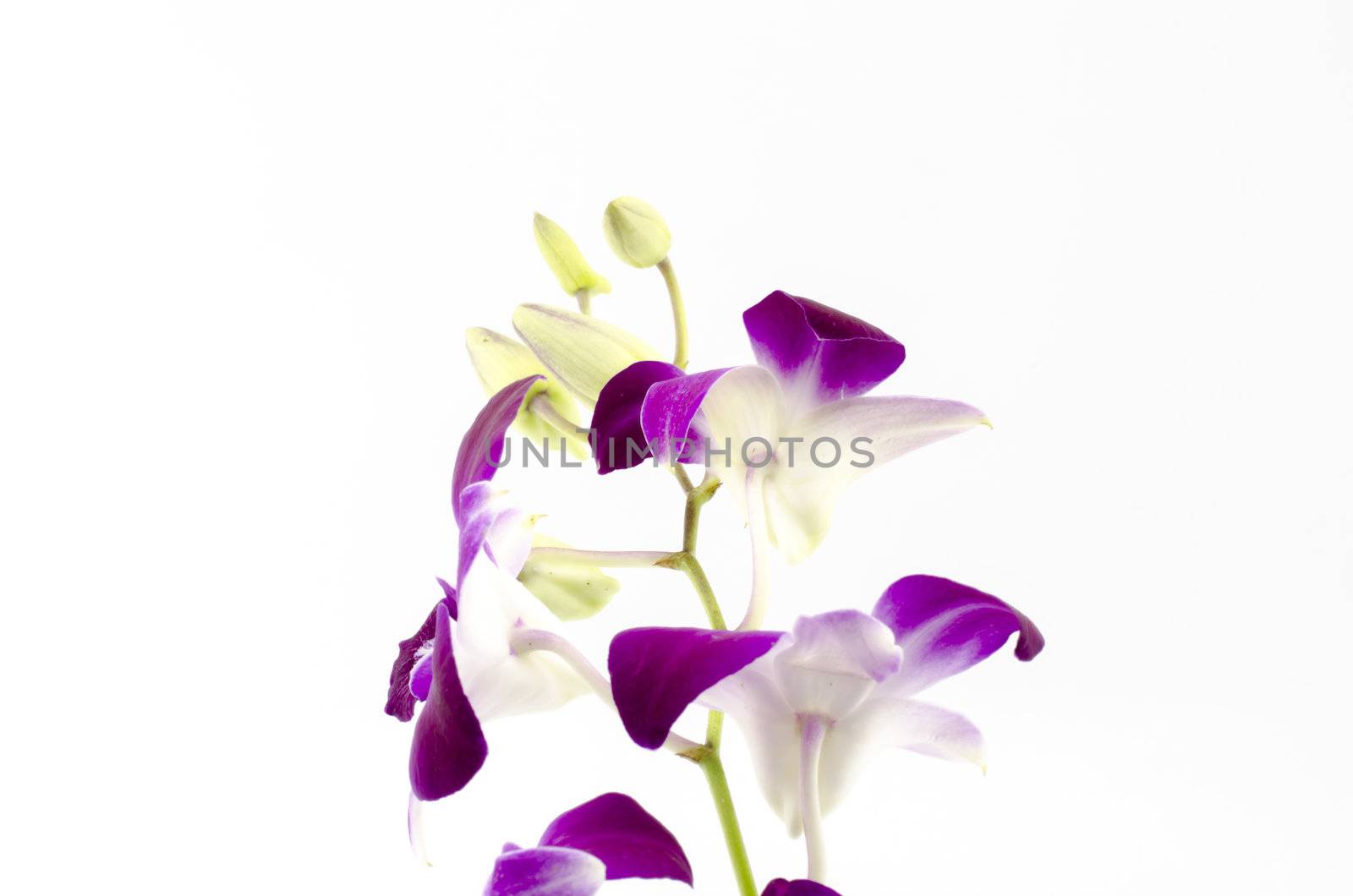 beautiful  purple orchid flower