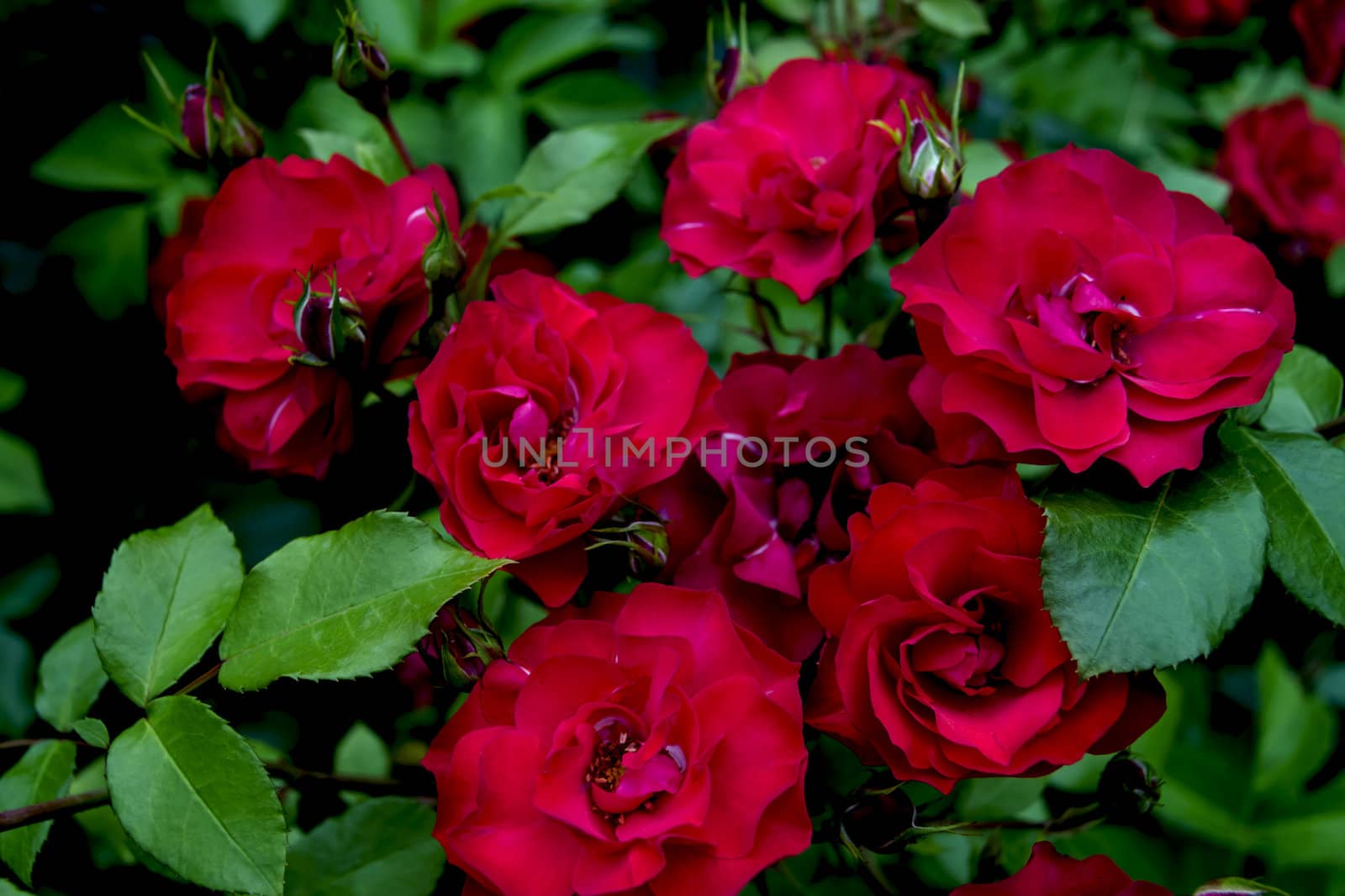 bush of red roses by Tetyana