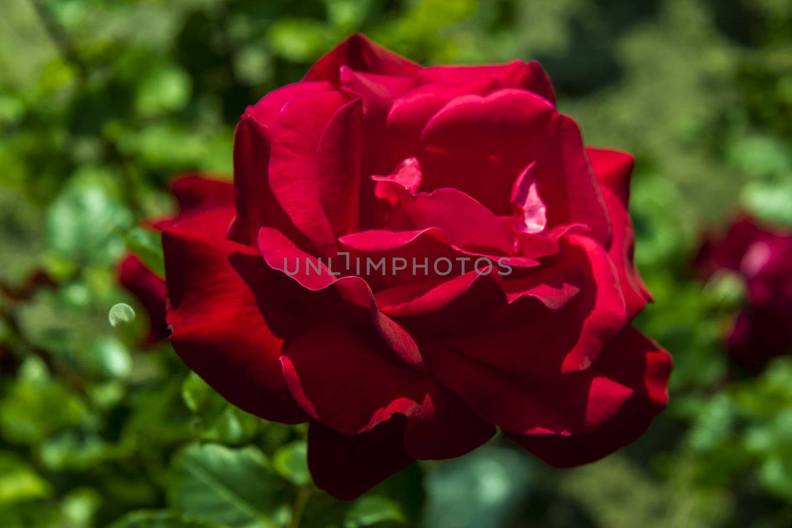 red rose by Tetyana