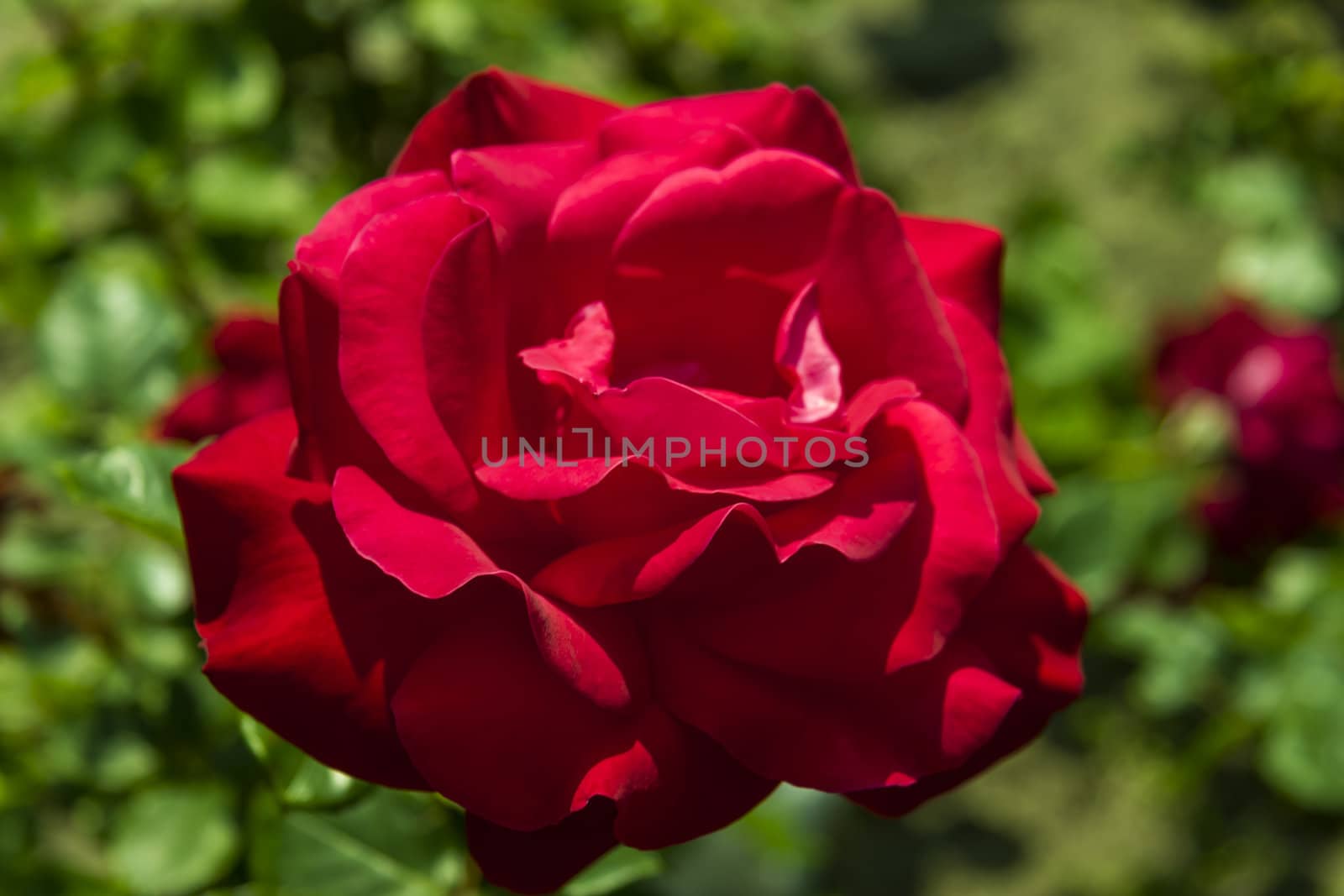 red rose by Tetyana