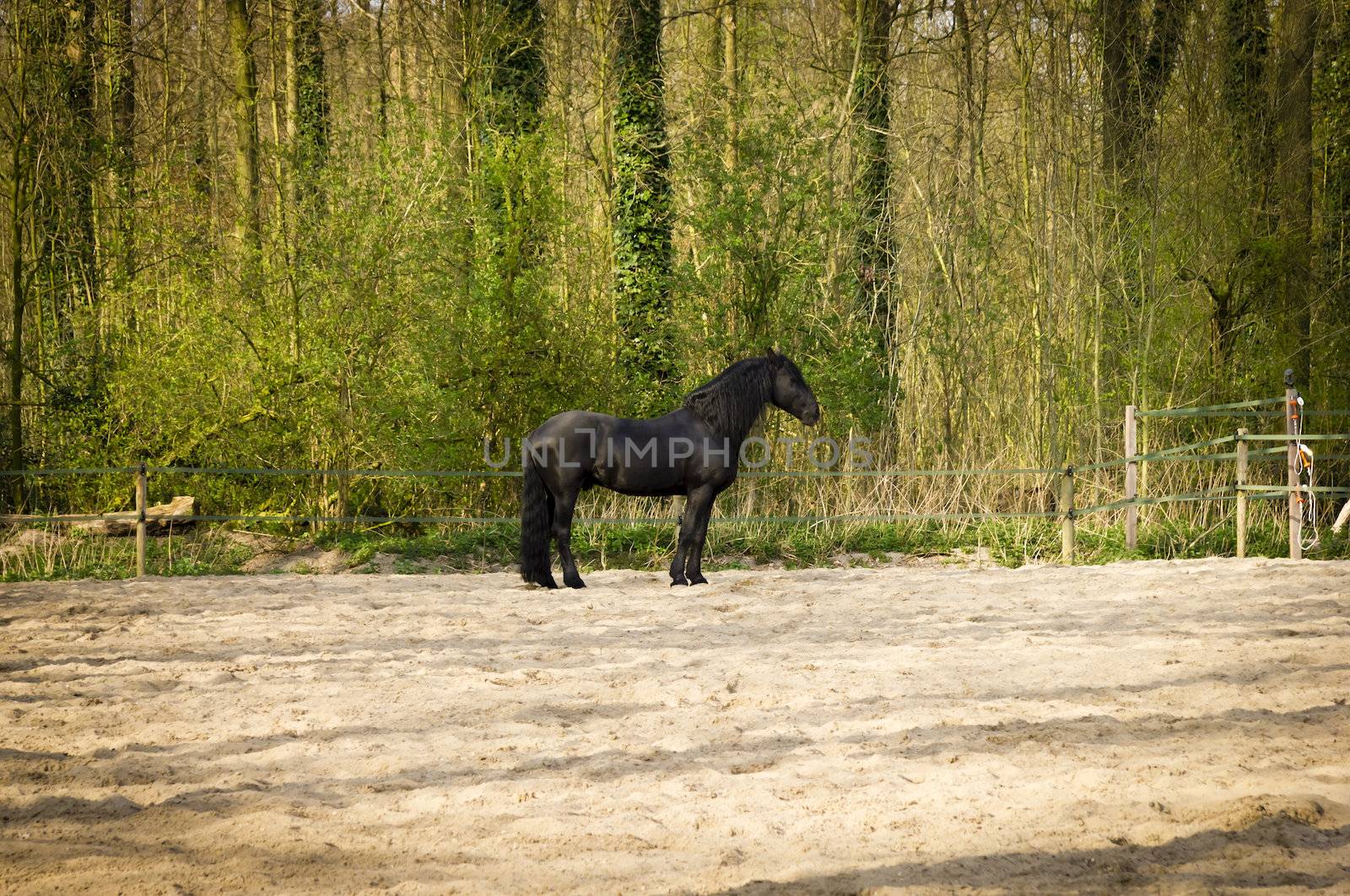 Funny black horse