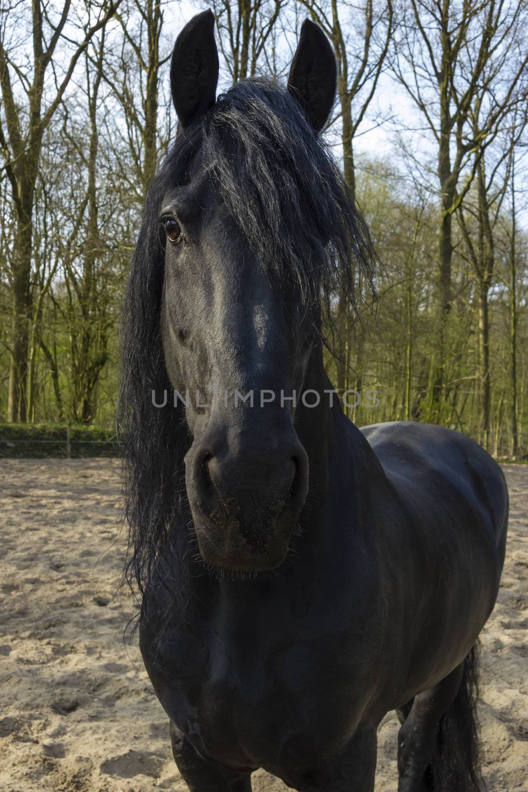 Funny black horse by Tetyana