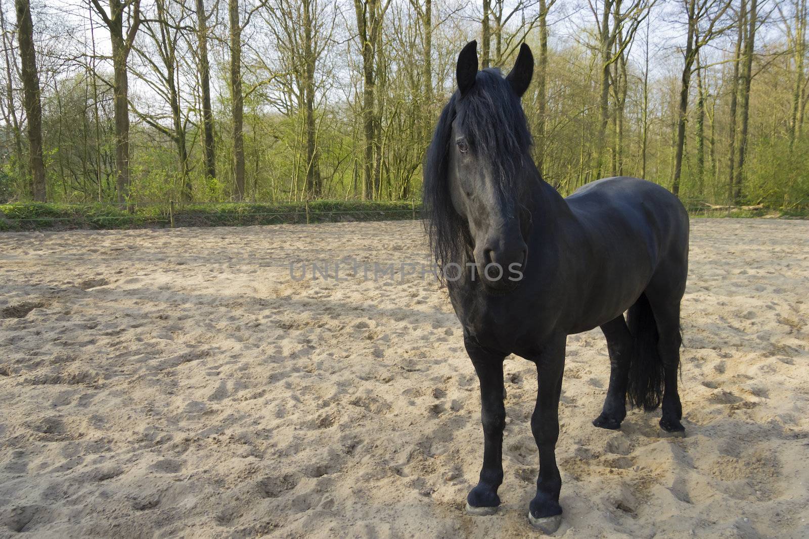 Funny black horse by Tetyana