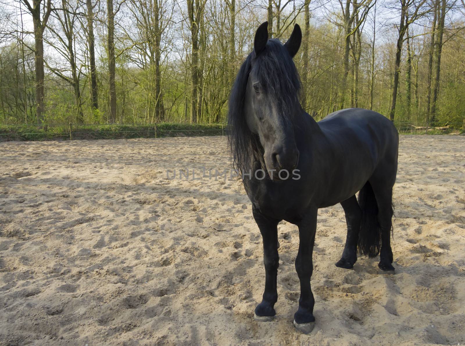 Funny black horse by Tetyana