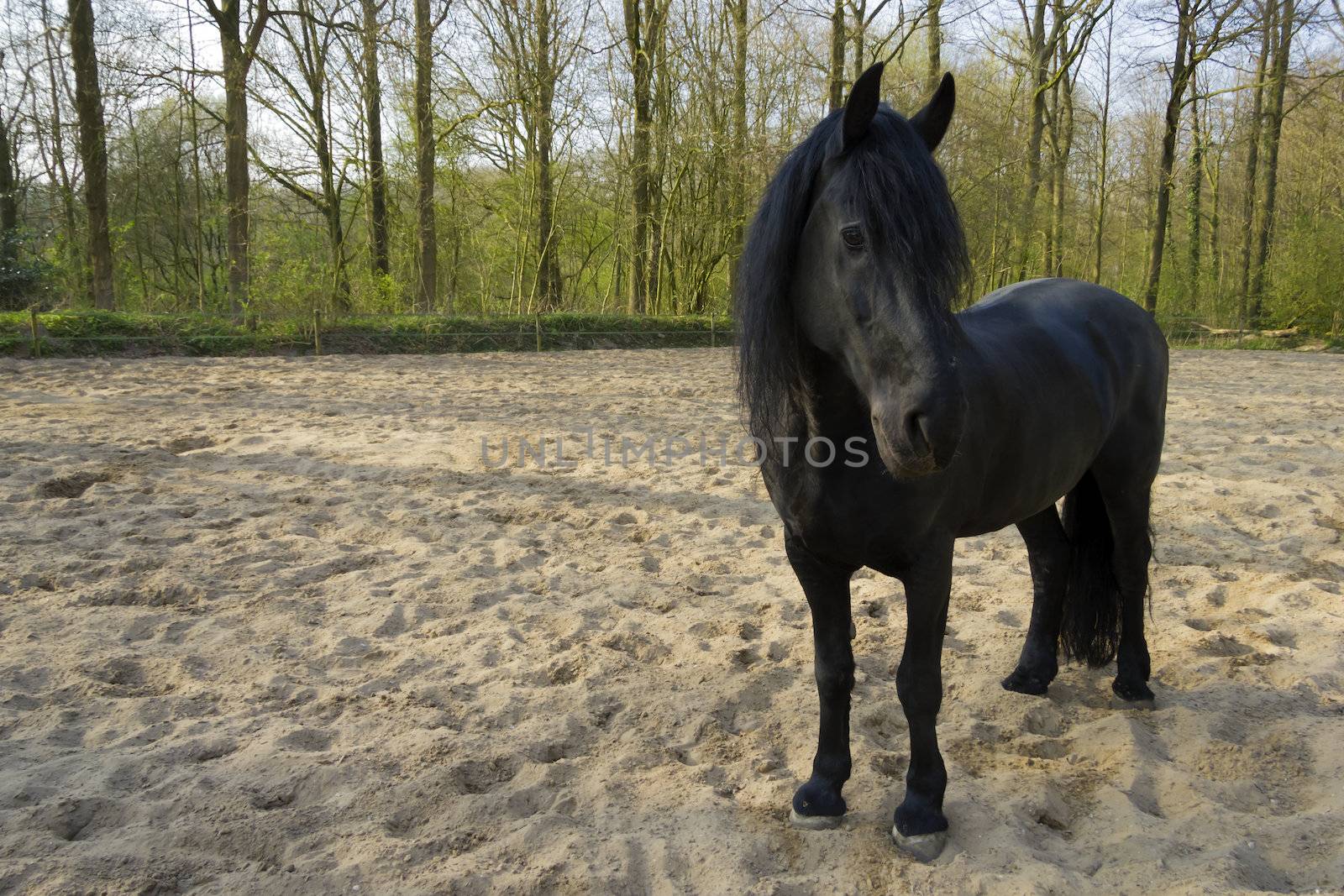 Funny black horse by Tetyana