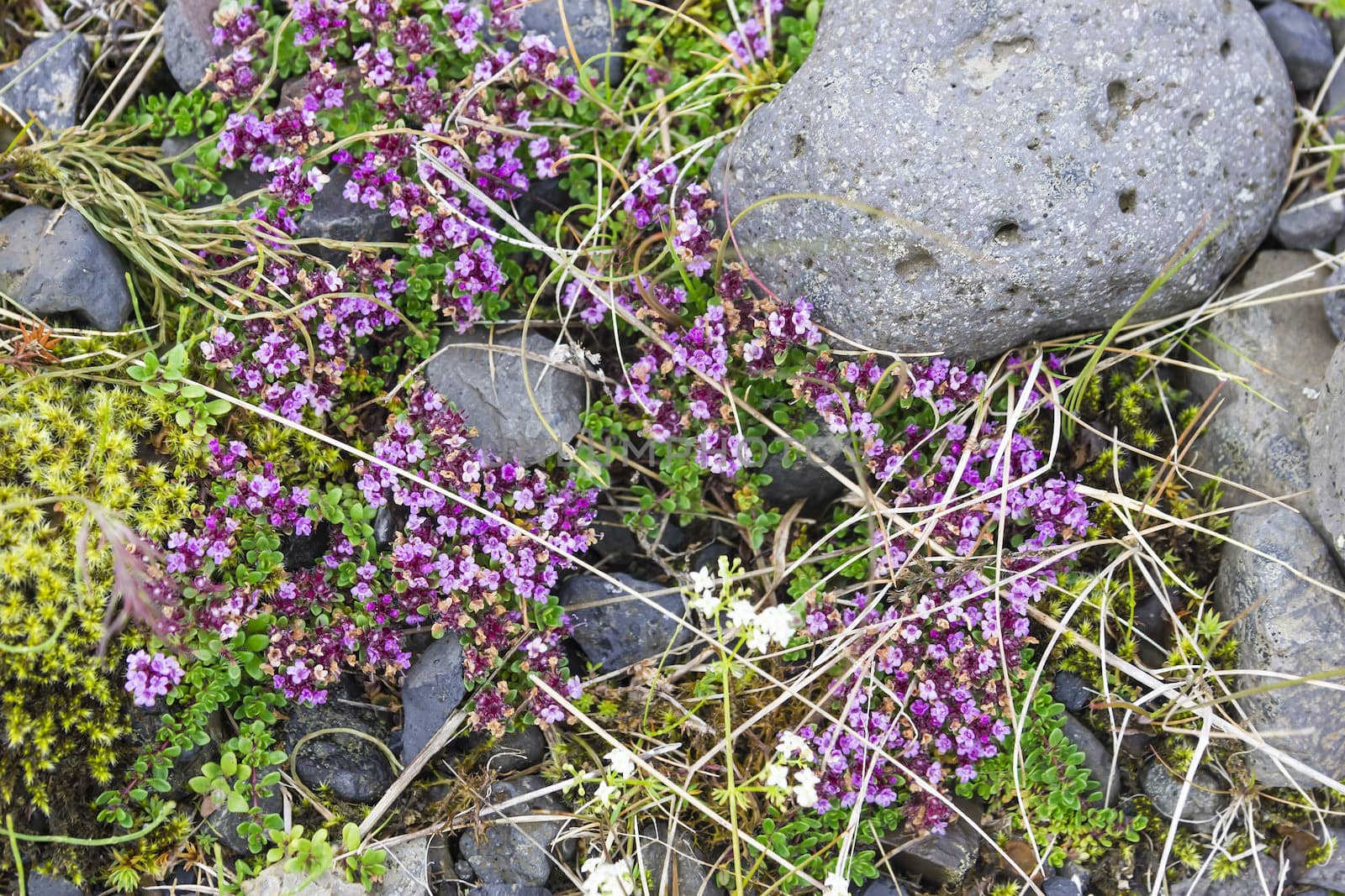 Flowers and stones background, South Area, Iceland