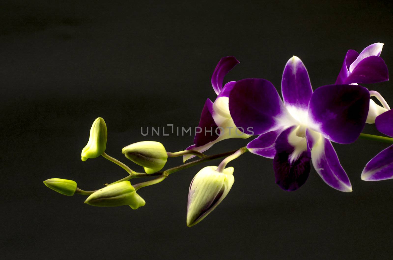 beautiful  purple orchid flower