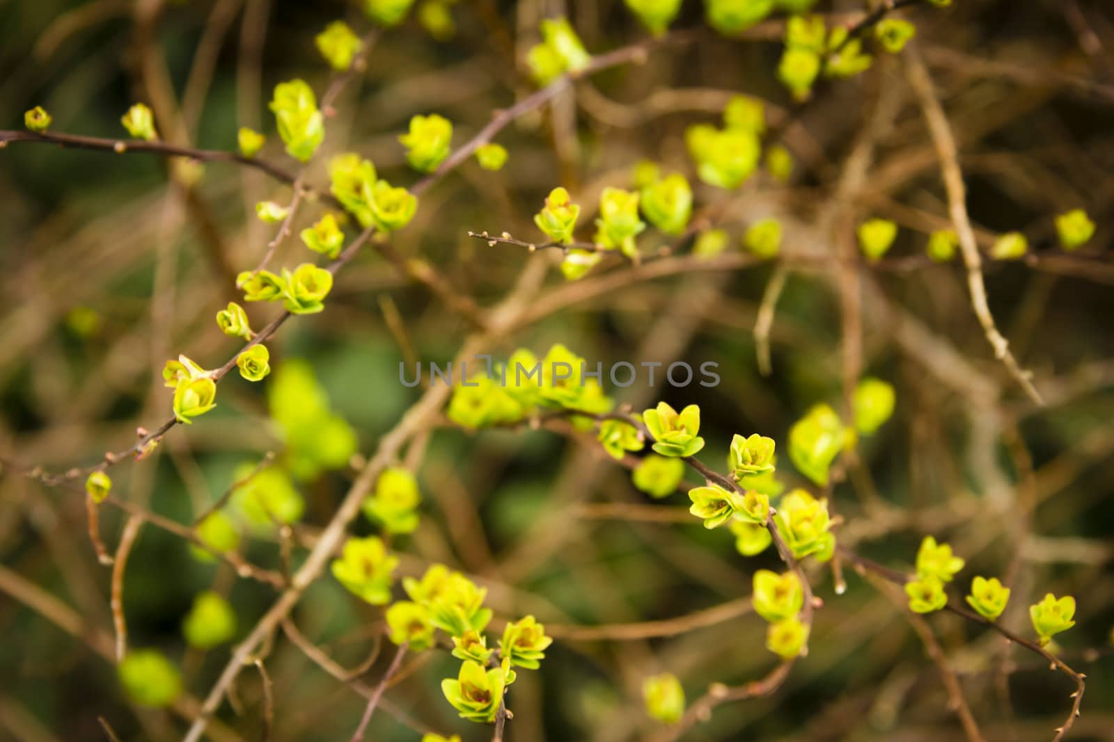 blooming spring yellow and green leaves on the branches by Tetyana