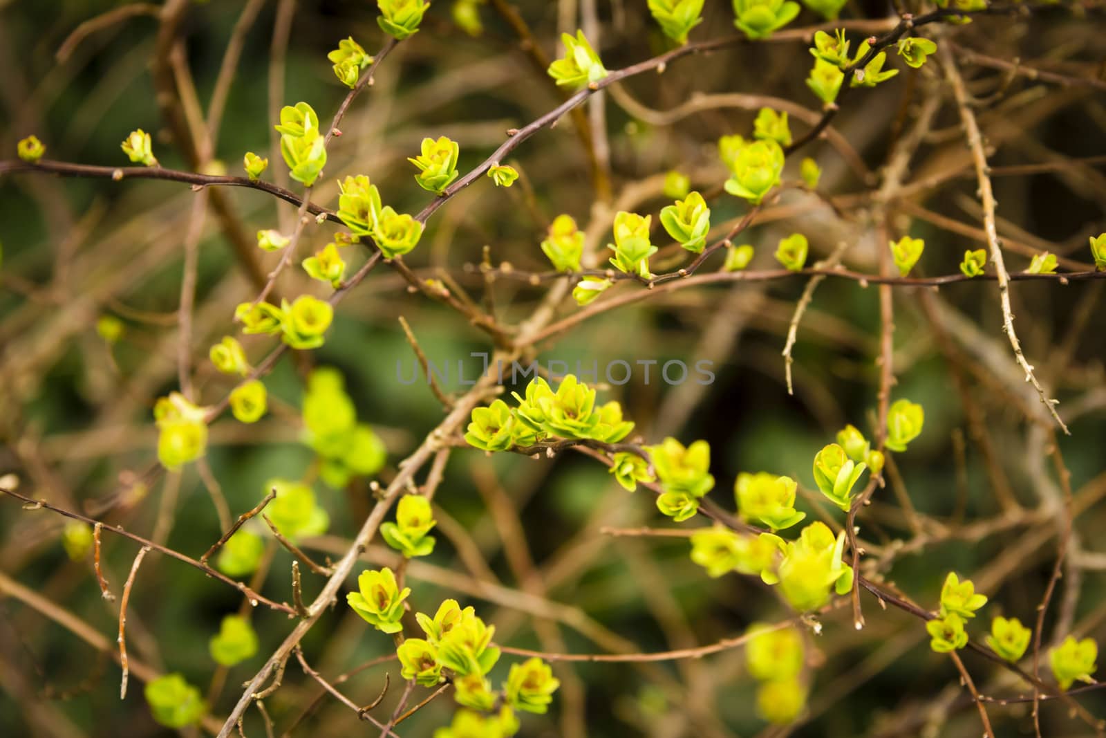 blooming spring yellow and green leaves on the branches by Tetyana