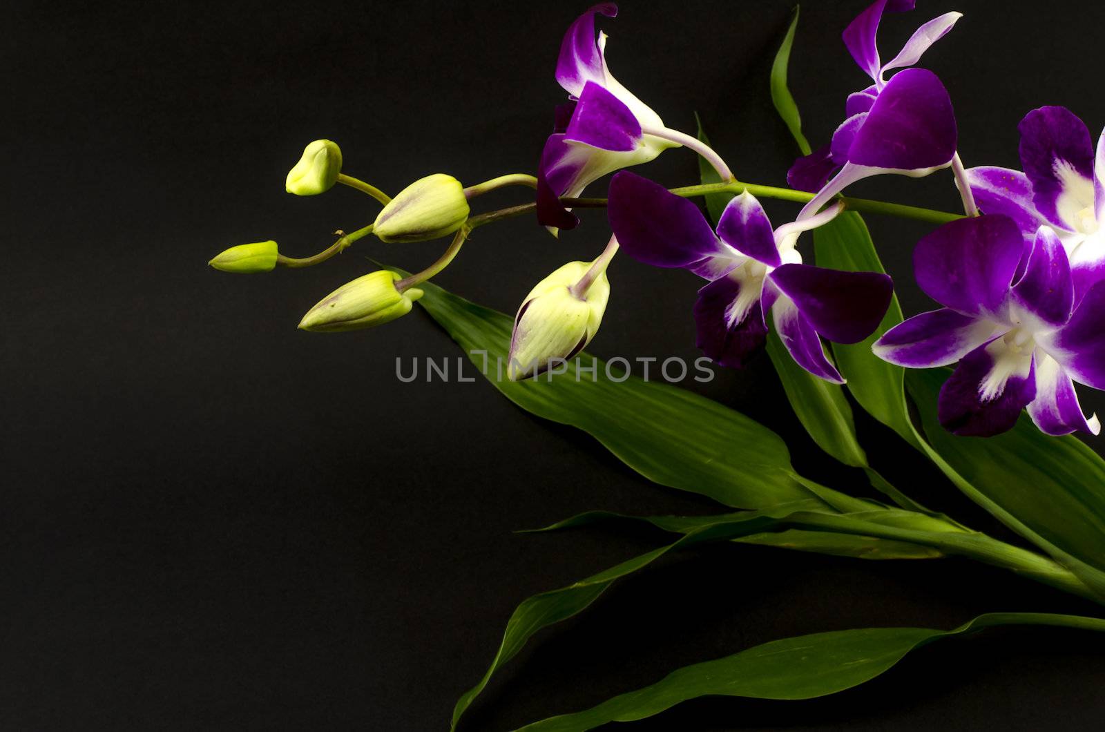 beautiful  purple orchid flower