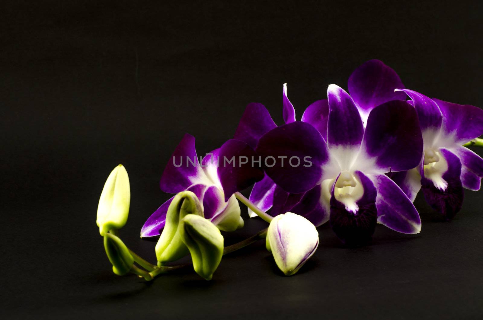 beautiful  purple orchid flower