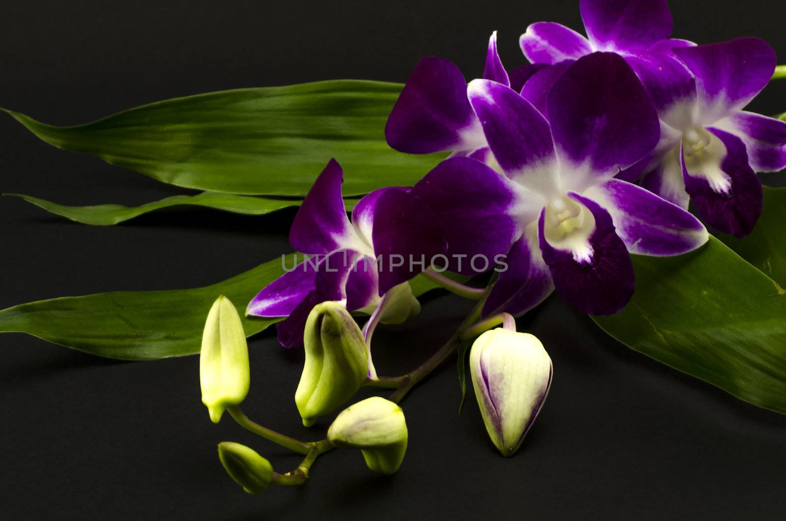 beautiful  purple orchid flower