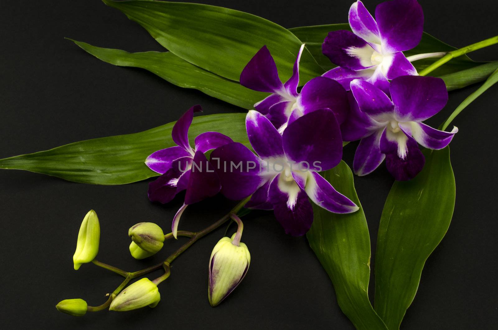 beautiful  purple orchid flower