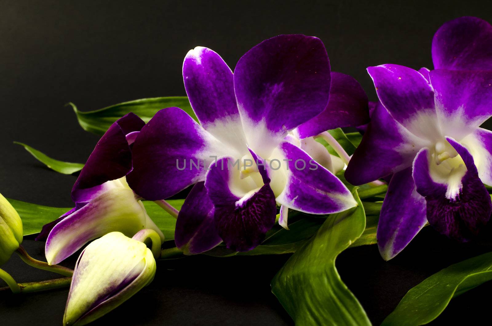 beautiful  purple orchid flower