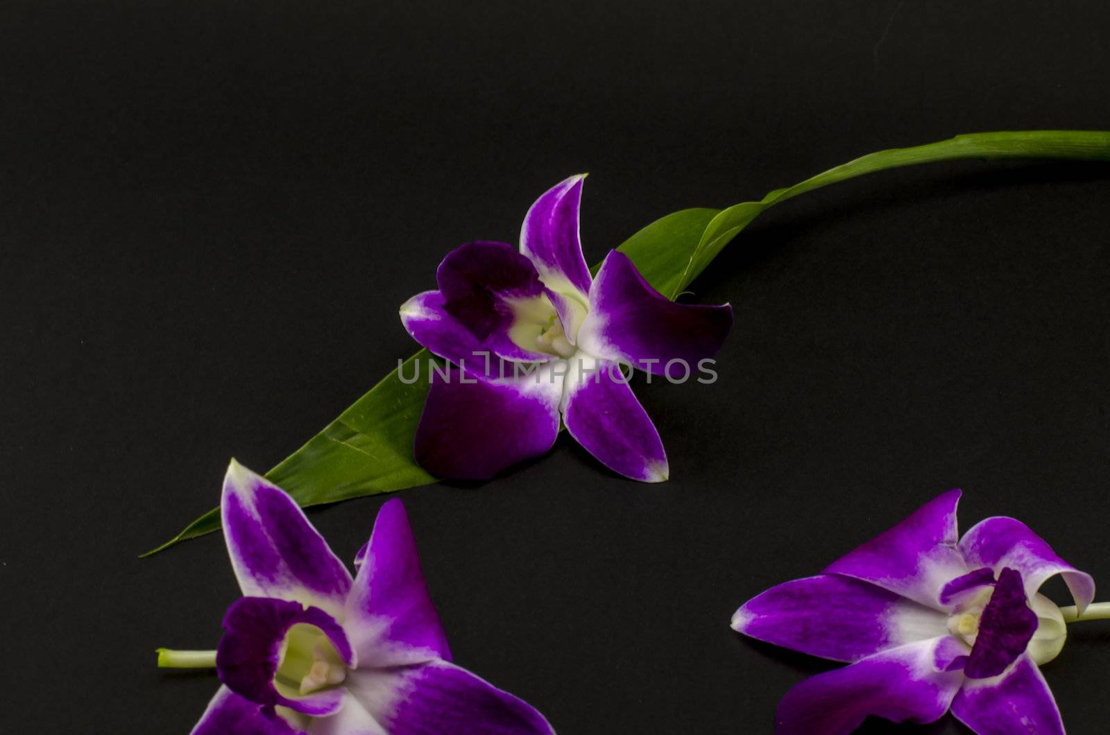 beautiful  purple orchid flower