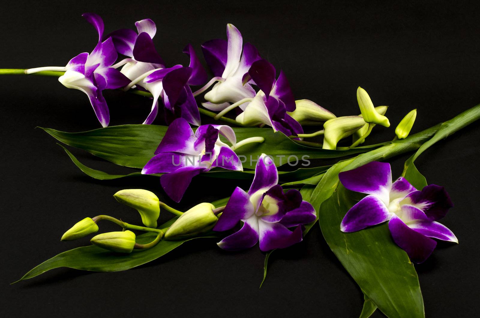 beautiful  purple orchid flower