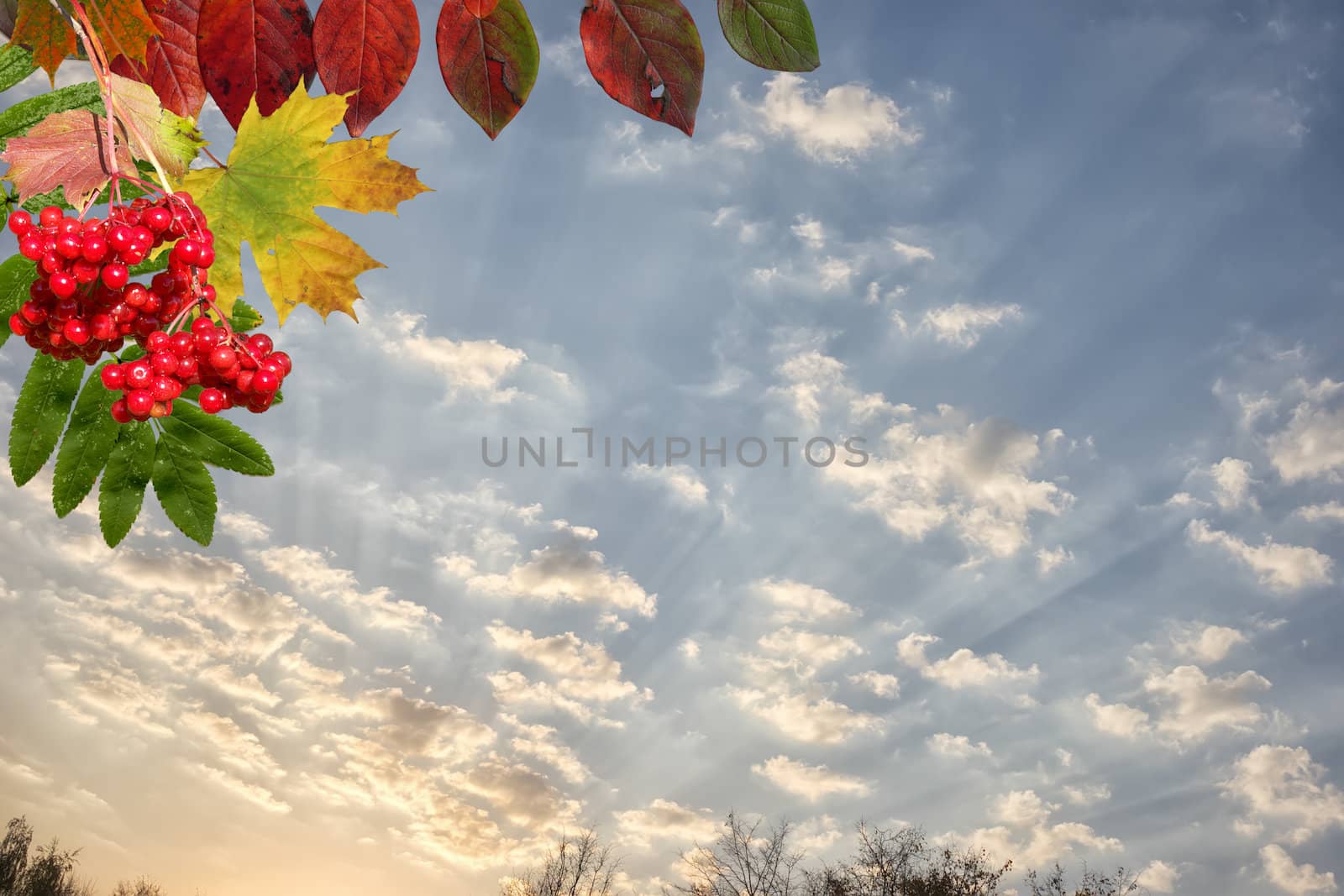 autumn leaves maple against the blue sky and sun