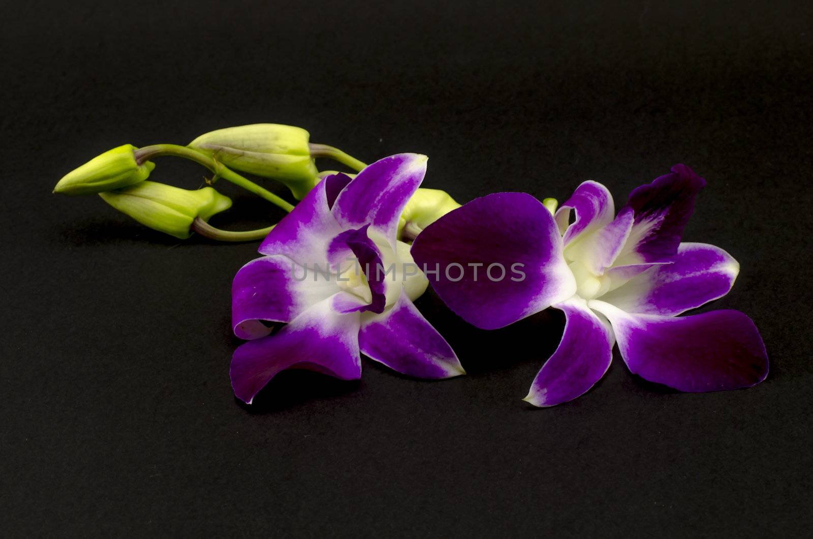 beautiful  purple orchid flower