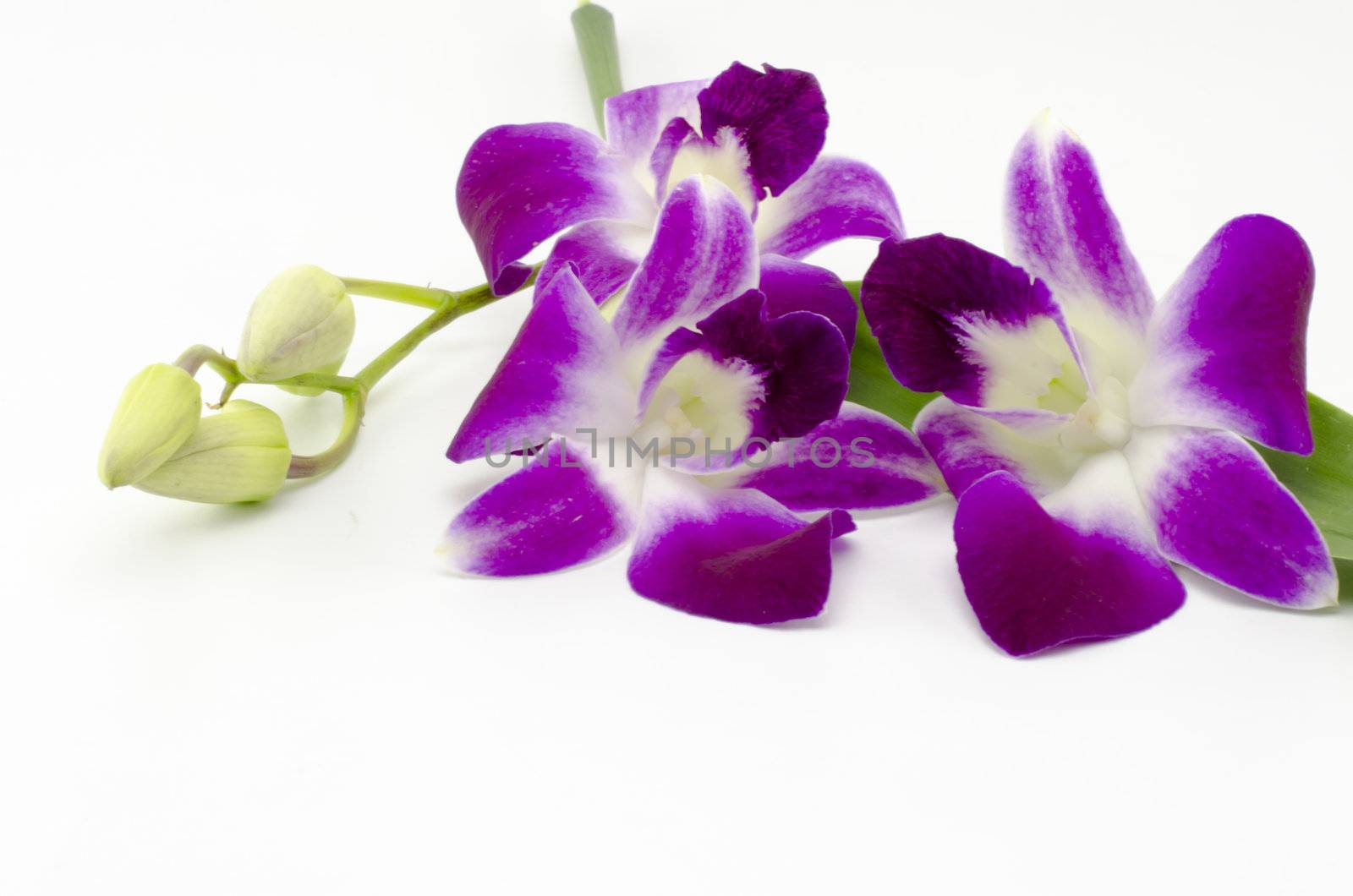 beautiful  purple orchid flower