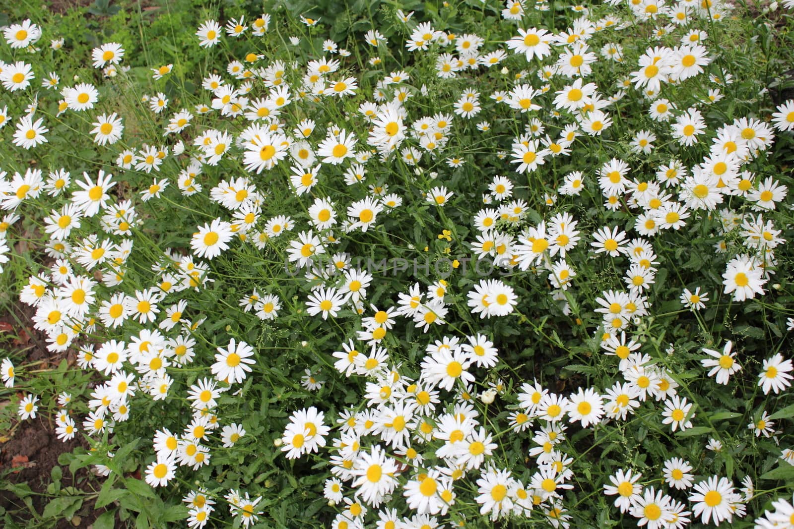 big flower-bed of white flowers of beautiful chamomiles