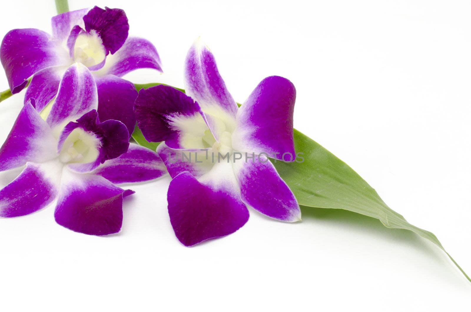 beautiful  purple orchid flower