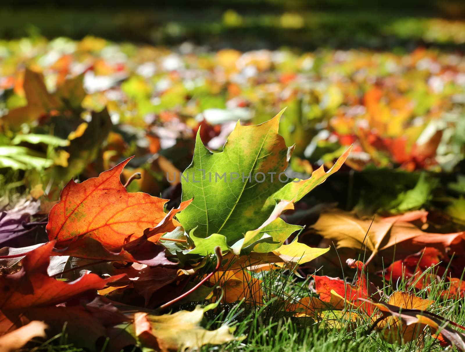 Colorful autumn maple leaves in sunny fall seasonal park