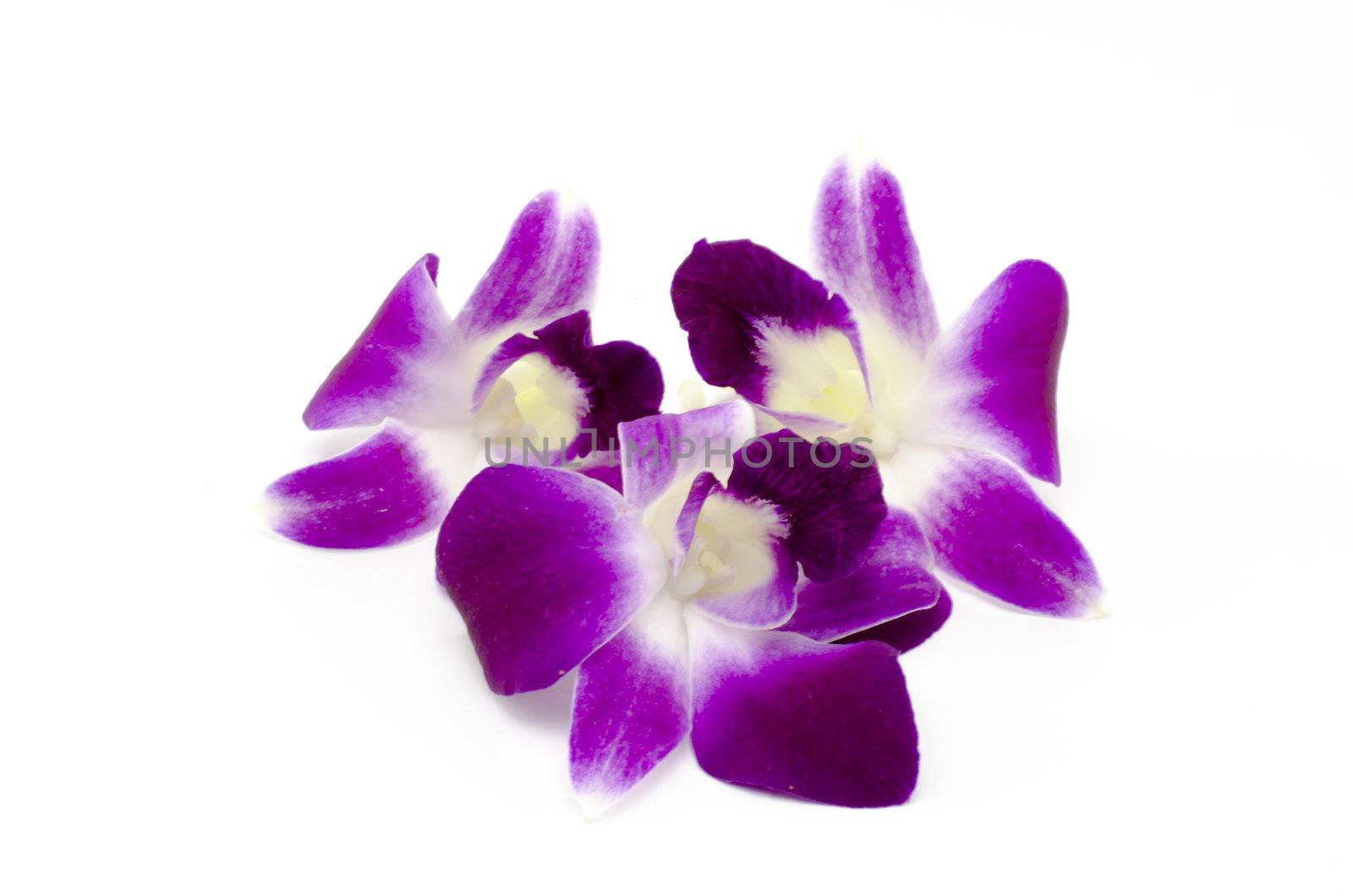 beautiful  purple orchid flower