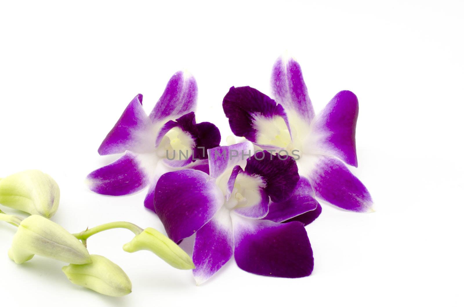 beautiful  purple orchid flower